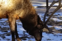 Elk in Estes Park