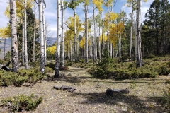 Our wedding altar.  Imagine white folding chairs behind the two logs