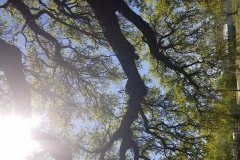 Stretch break on our way to Inks Lake State Park