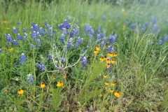 The blue bonnets are here!  The wild flowers blanketed the roadways in this area.  Better than I could have ever imagined.