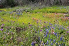 Hill Country wildflowers
