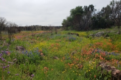 Hill Country wildflowers