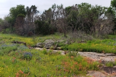 Hill Country wildflowers