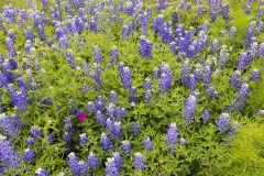 Bluebonnets - state flower of Texas