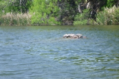 Here turtle, turtle.