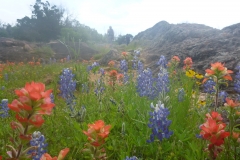 Wildflowers everywhere