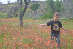 Wildflowers everywhere